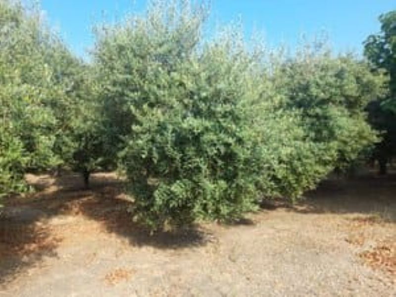 Finca rústica en venta en Los Bassals s/n, La Maso